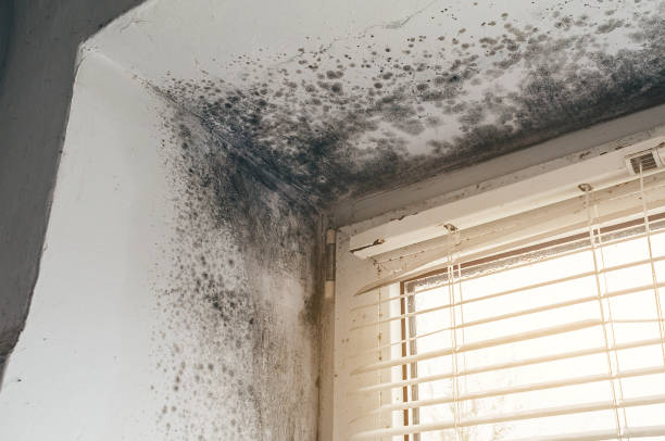 Affordable Hvac And Air Duct Mold Remediation solutions in Thompsonville, MI